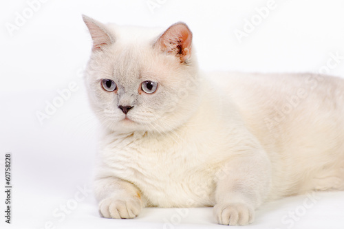 white british cat