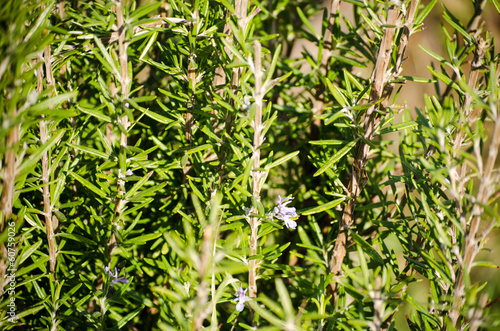 Aromatic herbs - rosemary in field