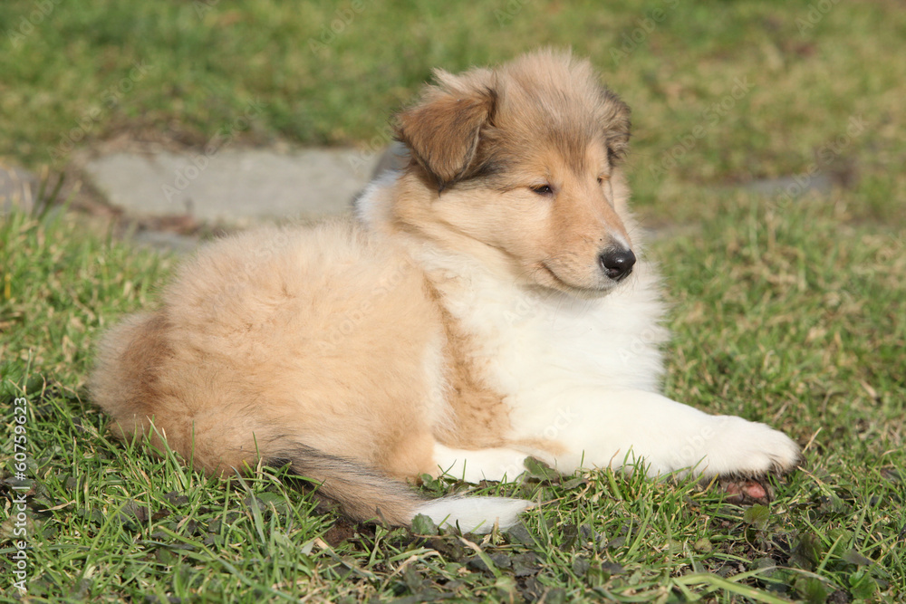 Amazing little puppy of Scotch collie lying Amazing little puppy of Scotch collie lying