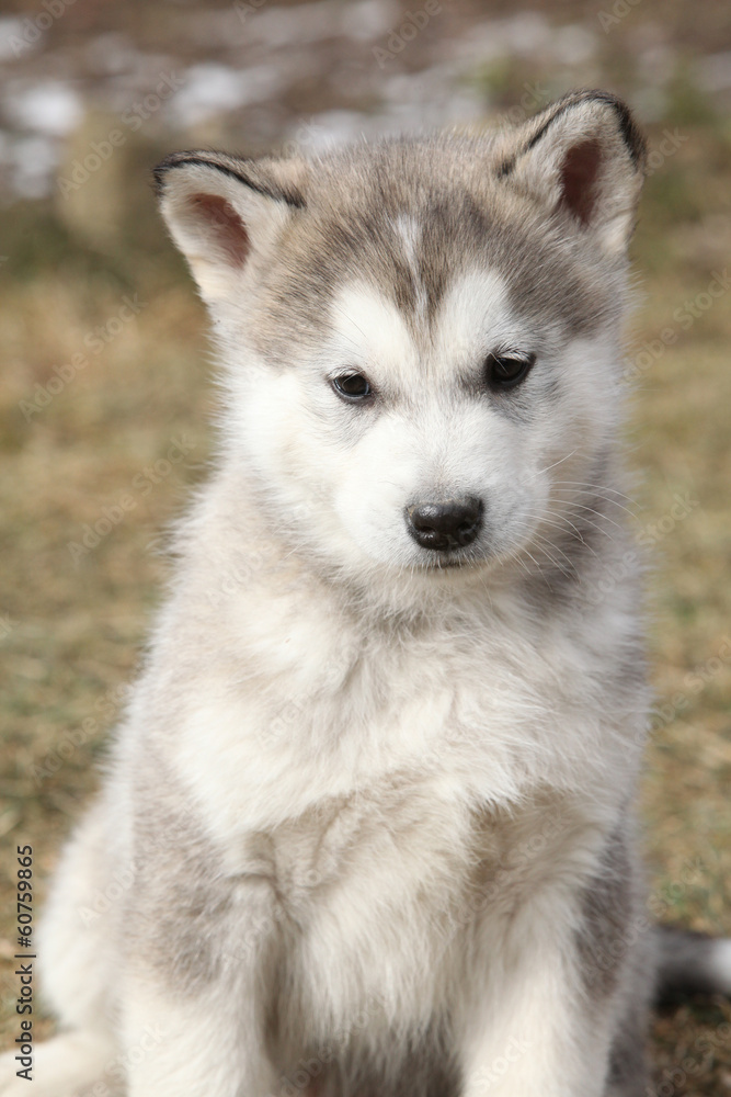 Portrait of Alaskan Malamute puppy