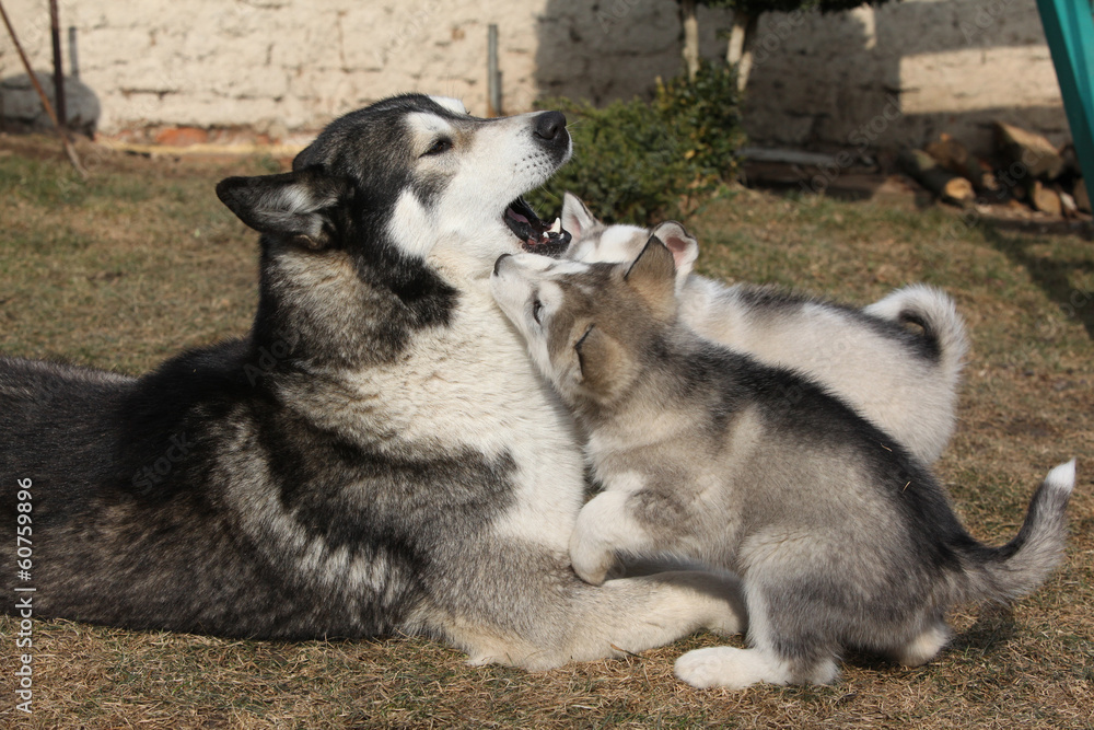 Alaskan malamute parent with puppies Alaskan malamute parent with puppies