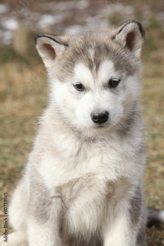 Portrait of Alaskan Malamute puppy