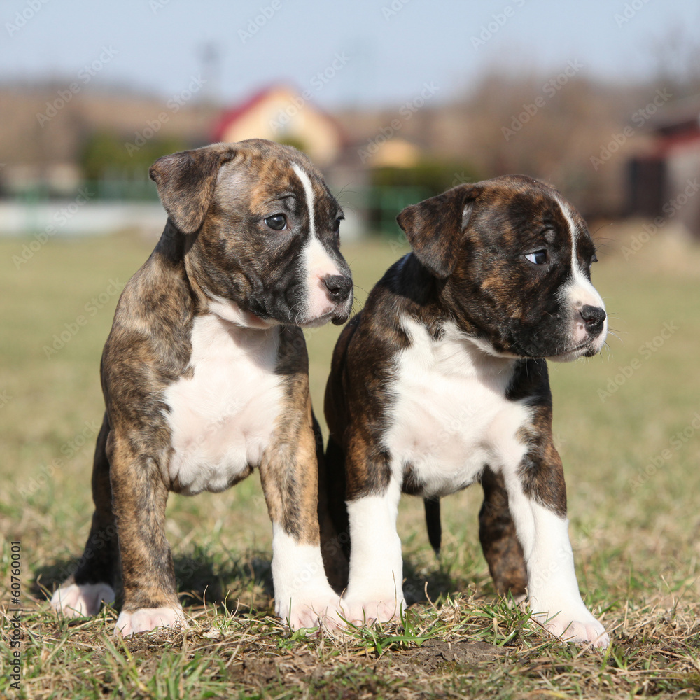 Two nice little puppies of American Staffordshire Terrier togeth Two nice little puppies of American Staffordshire Terrier togeth