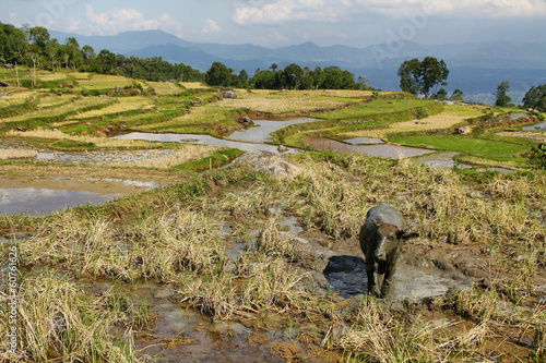 Rice fields near Batutumonga photo