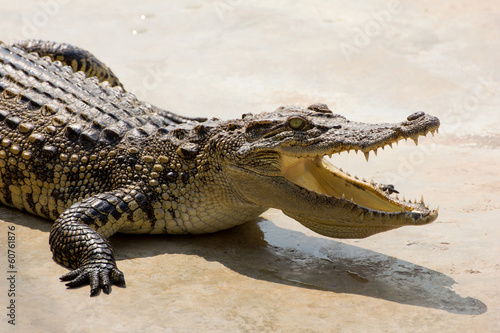 Dangerous crocodile open mouth resting in the sun