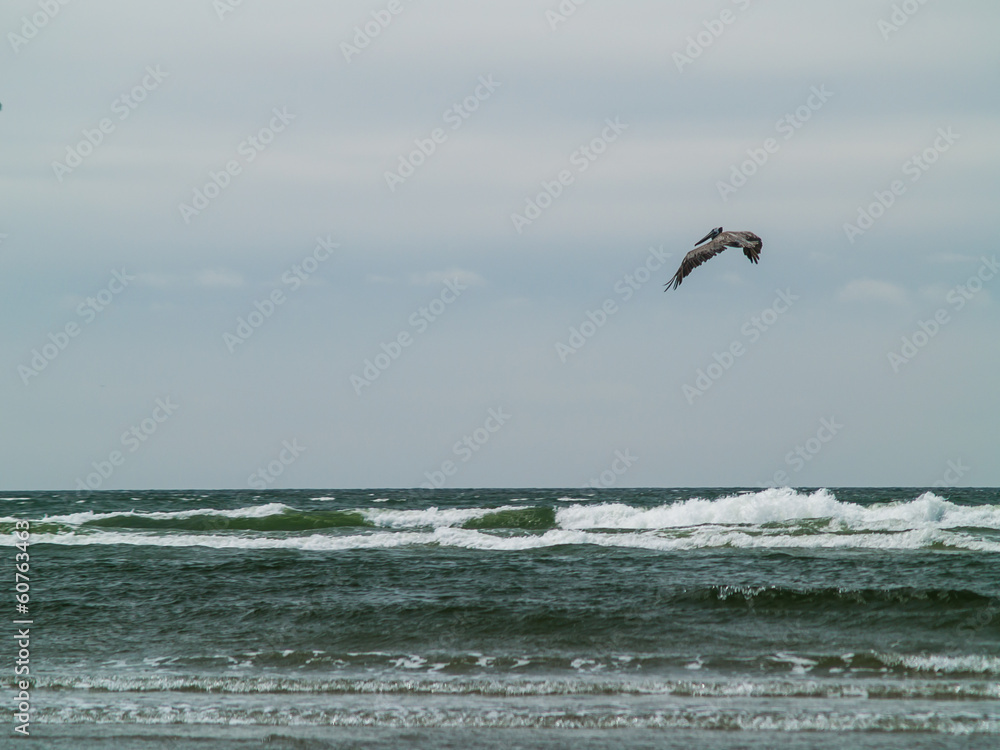 A Variety of Seabirds at the Seashore Featuring Pelicans A Variety of Seabirds at the Seashore Featuring Pelicans