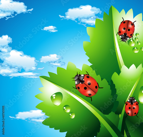 Ladybirds