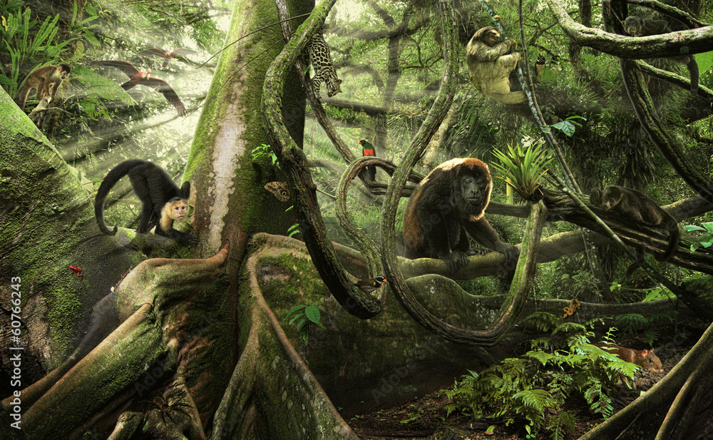 Das Leben im Regenwald