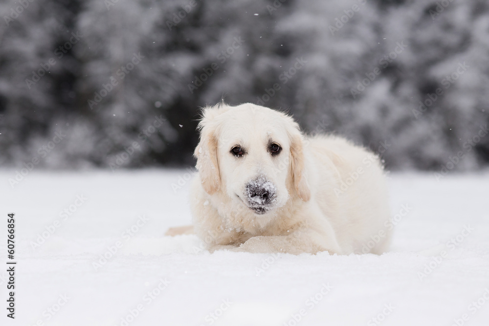 Golden retriever with snowy nose