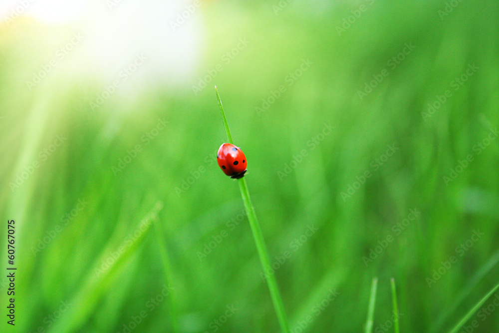 Ladybug on green grass