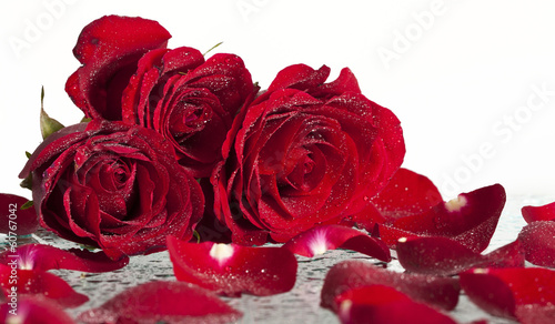 Red roses covered wit dew