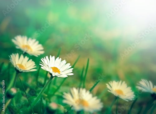 Spring daisy - daisy