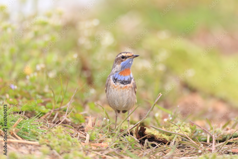 Bluethroat Robin (Luscinia svecica svecica) in Japan 