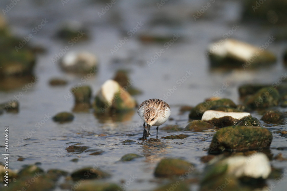 Spoon-billed sandpiper (Eurynorhynchus pygmeus) in Japan Spoon-billed sandpiper (Eurynorhynchus pygmeus) in Japan
