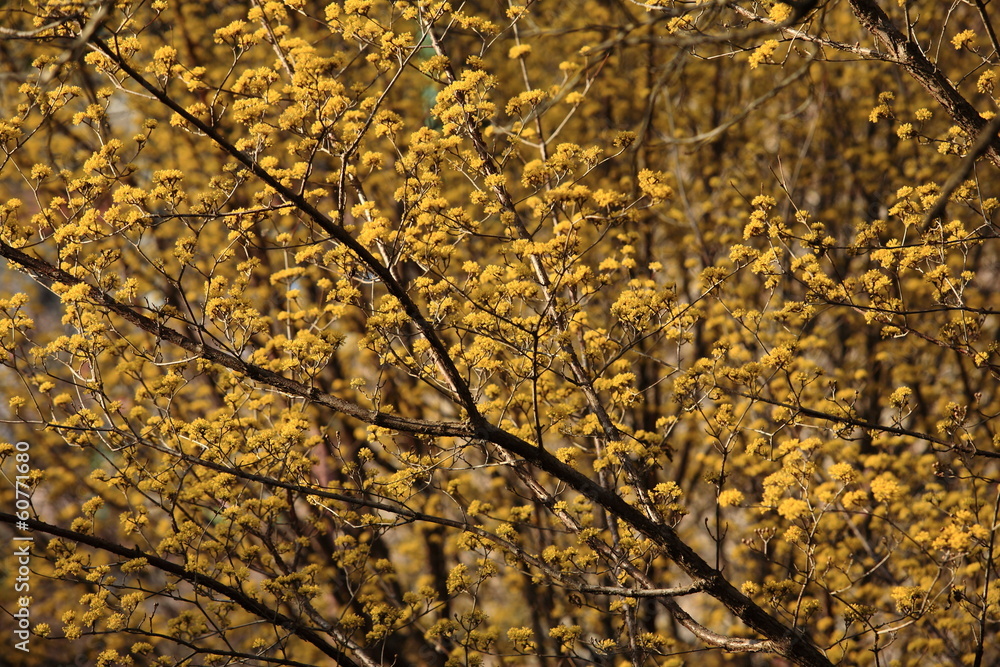 サンシュユの花 サンシュユの花