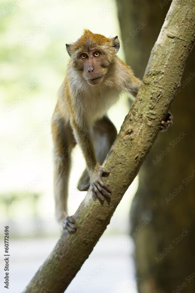 Angry Monkey sitting on a tree