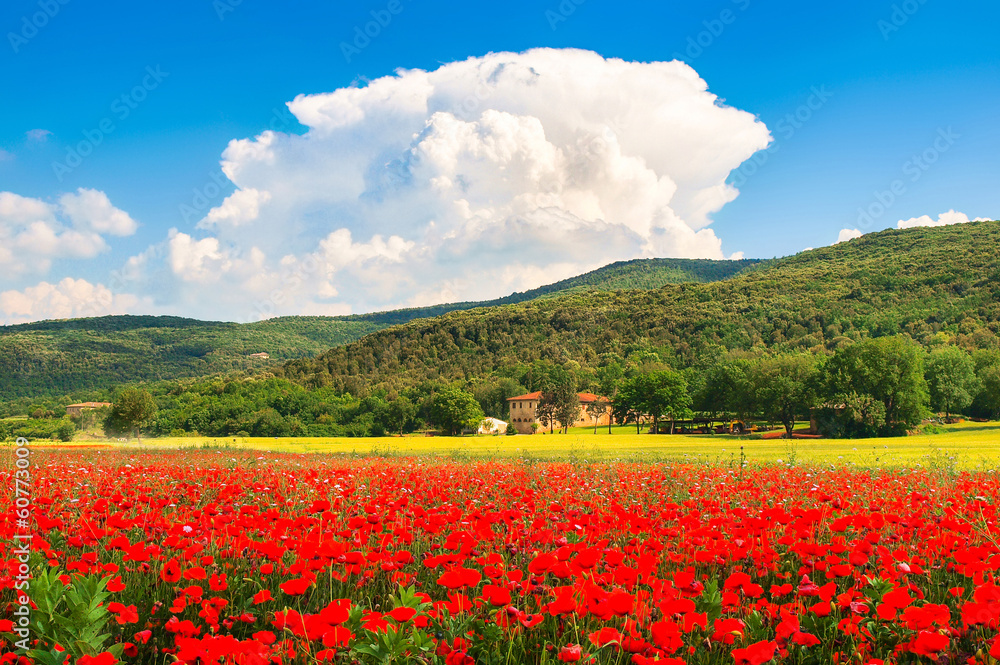 Tuscany landscape with field of flowers, Monteriggioni, Italy