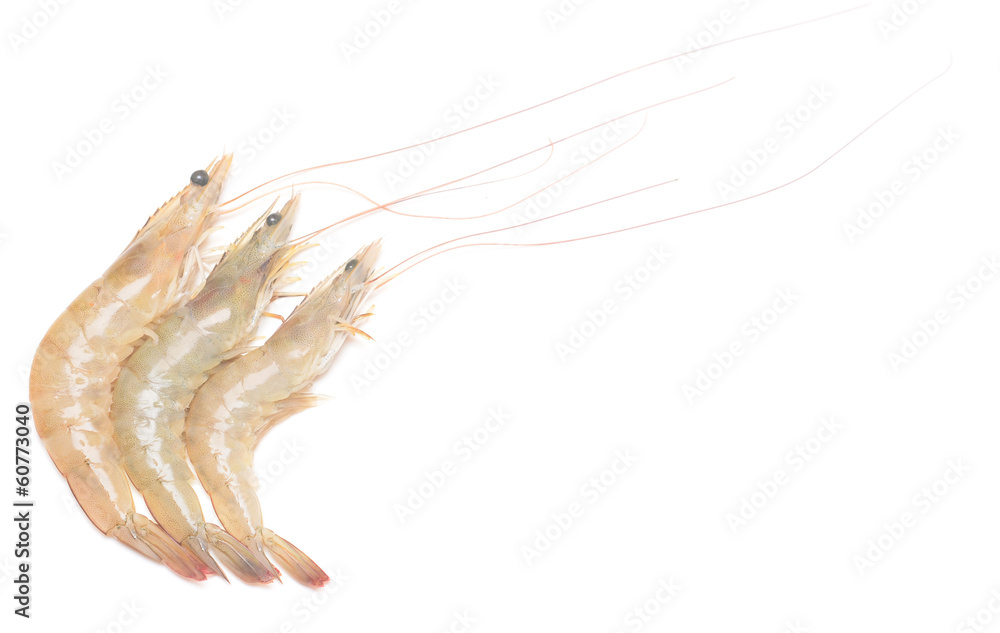 shrimps shrimps