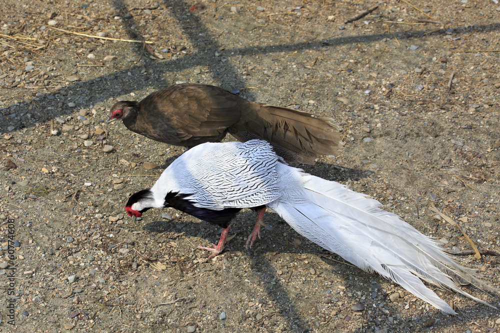 Fototapeta premium Male and female Silver Pheasant (Lophura nycthemera).