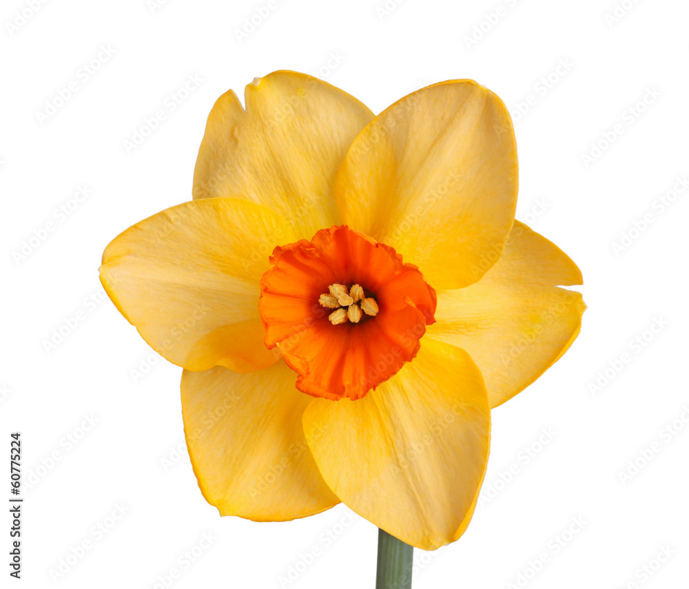 Single flower of a daffodil cultivar against a white background Single flower of a daffodil cultivar against a white background