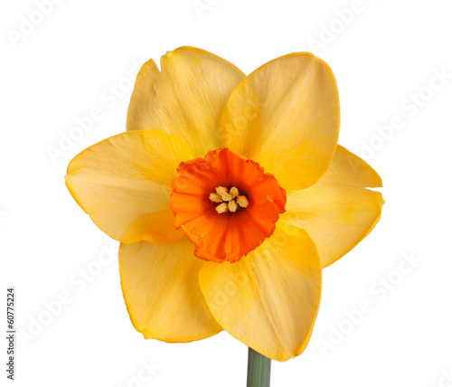 Single flower of a daffodil cultivar against a white background