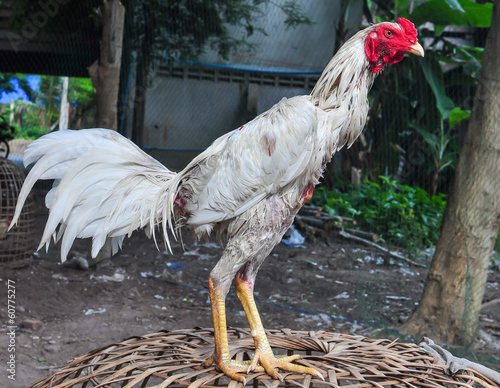Obraz na plátne white cockfight