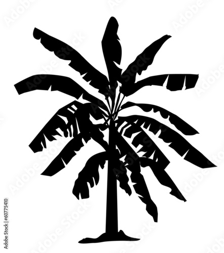 Banana tree silhouette- vector