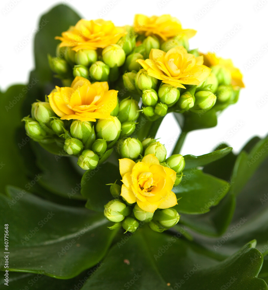 Obraz premium kalanchoe