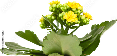 kalanchoe