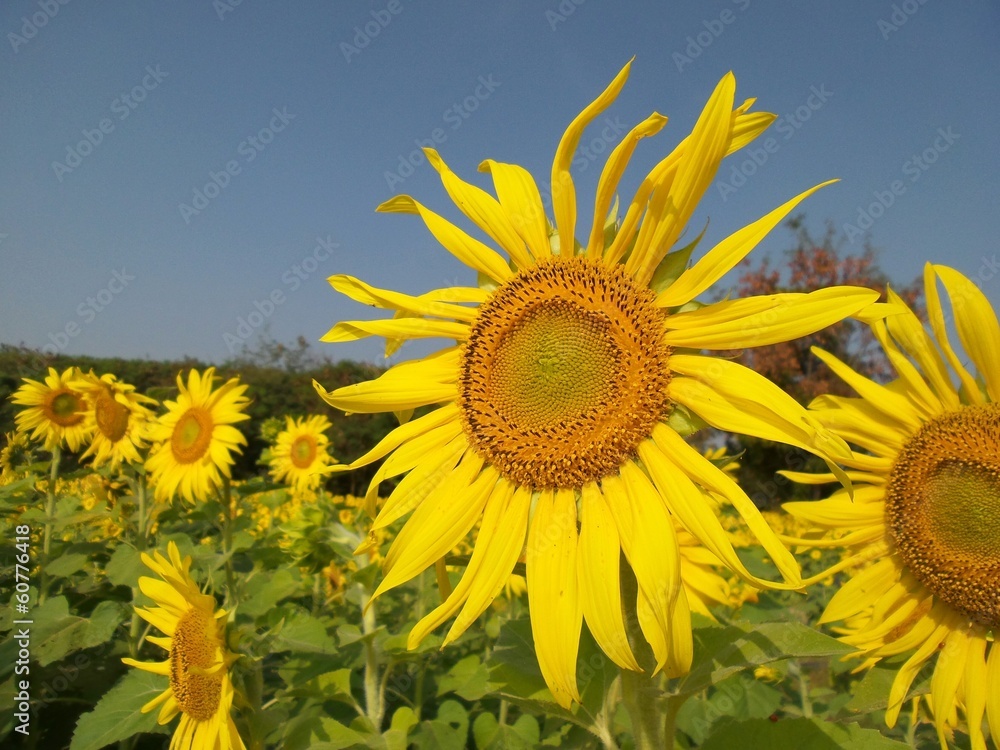 sunflowers in summer