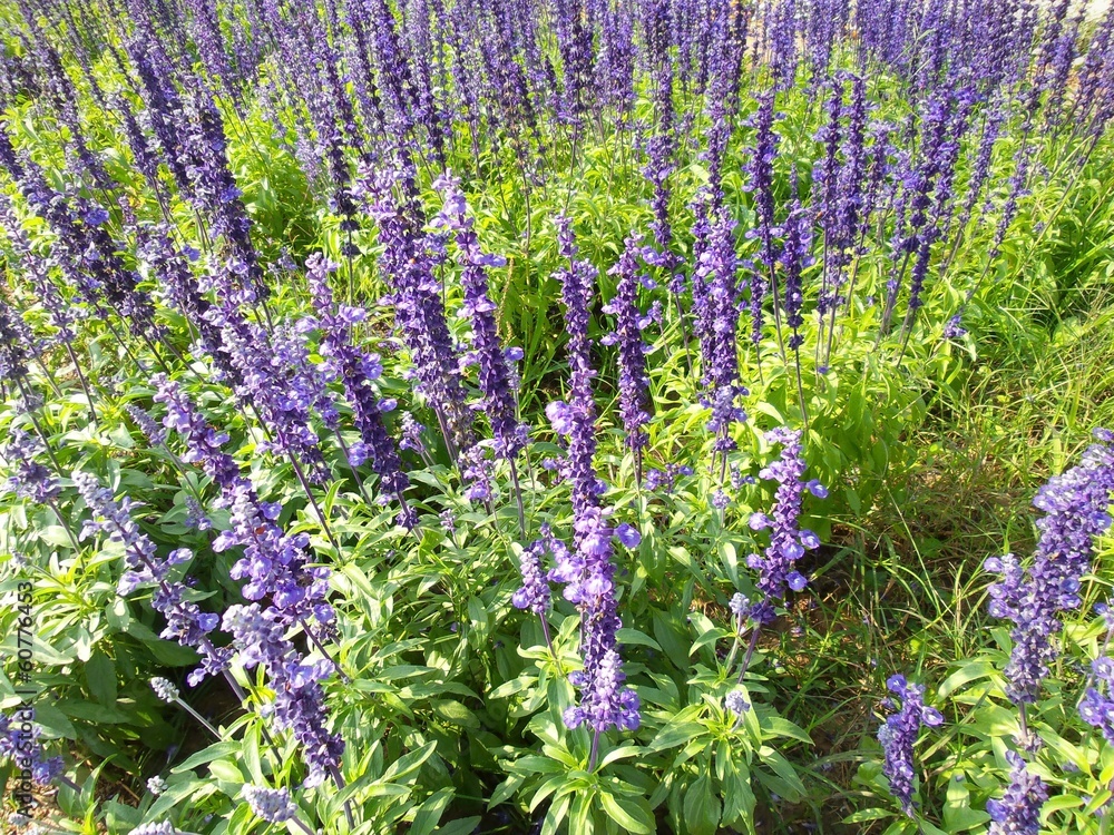 Obraz premium purple salvia flowers