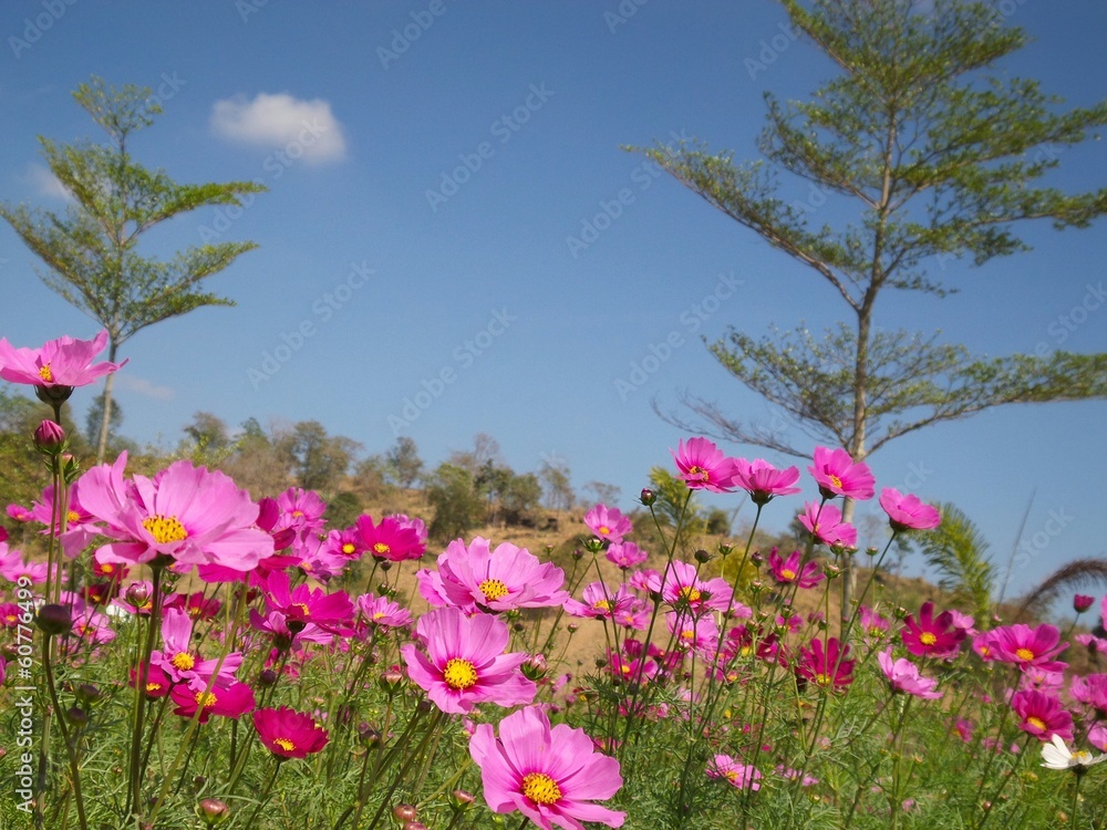 pink cosmos flower