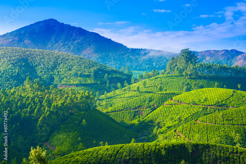 beautiful landscape of the tea plantations in India  Kerala  Mun