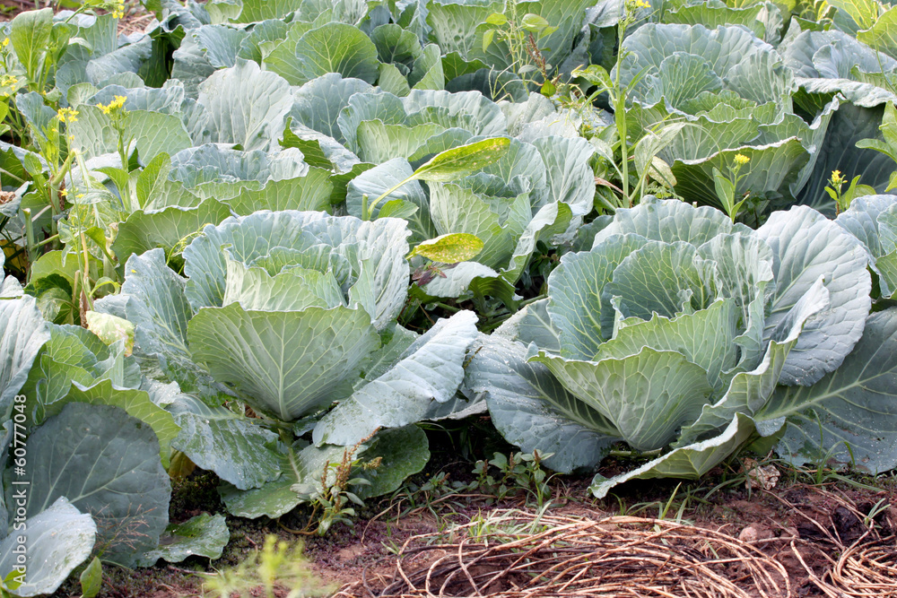 Naklejka premium Cabbage in the vegetable garden.