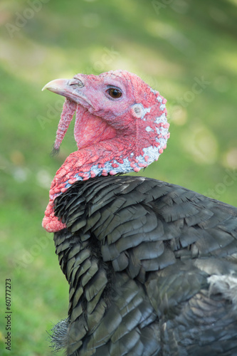 Head shot of a black turkey (Meleagris genus)