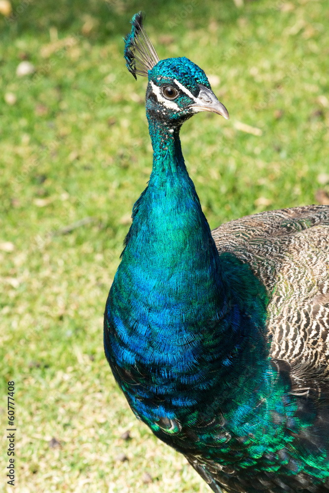 Fototapeta premium Portrait of a colorful male peacock (Pavo)