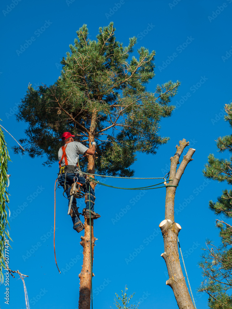 Fototapeta premium An Arborist Cutting Down a Tree Piece by Piece