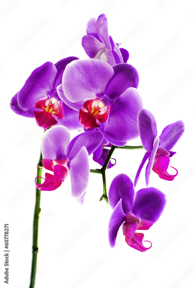 Beautiful flower Orchid Beautiful flower Orchid