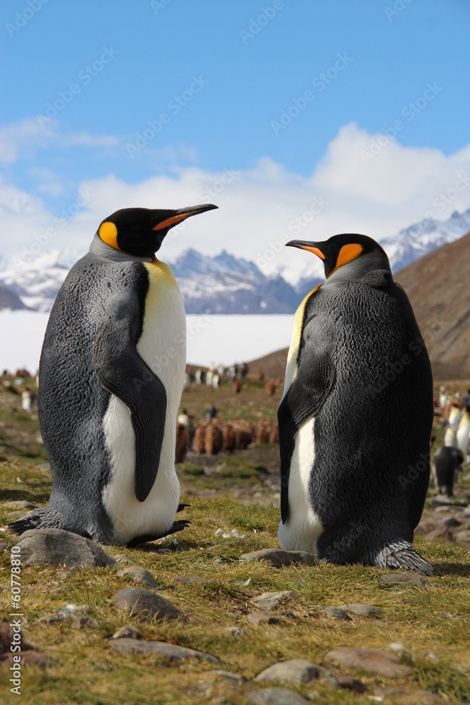 Fototapeta premium King penguins, Fortuna Bay, South Georgia