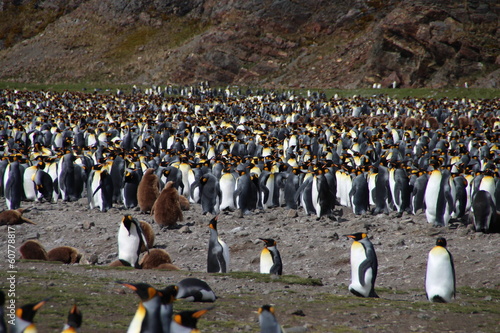 King penguins  Fortuna Bay  South Georgia