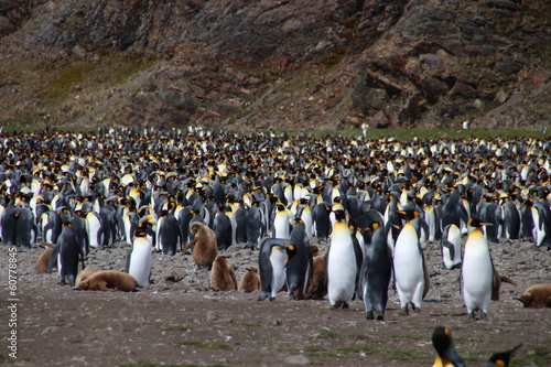 King penguins, Fortuna Bay, South Georgia