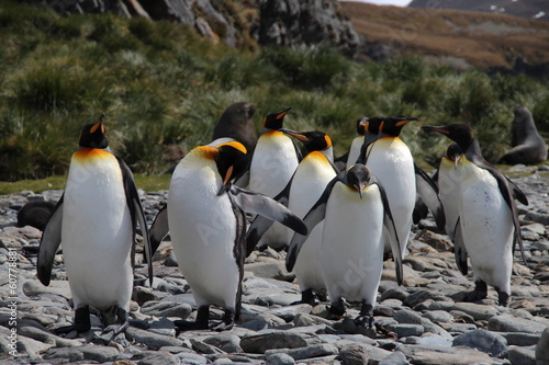 King penguins  Fortuna Bay  South Georgia