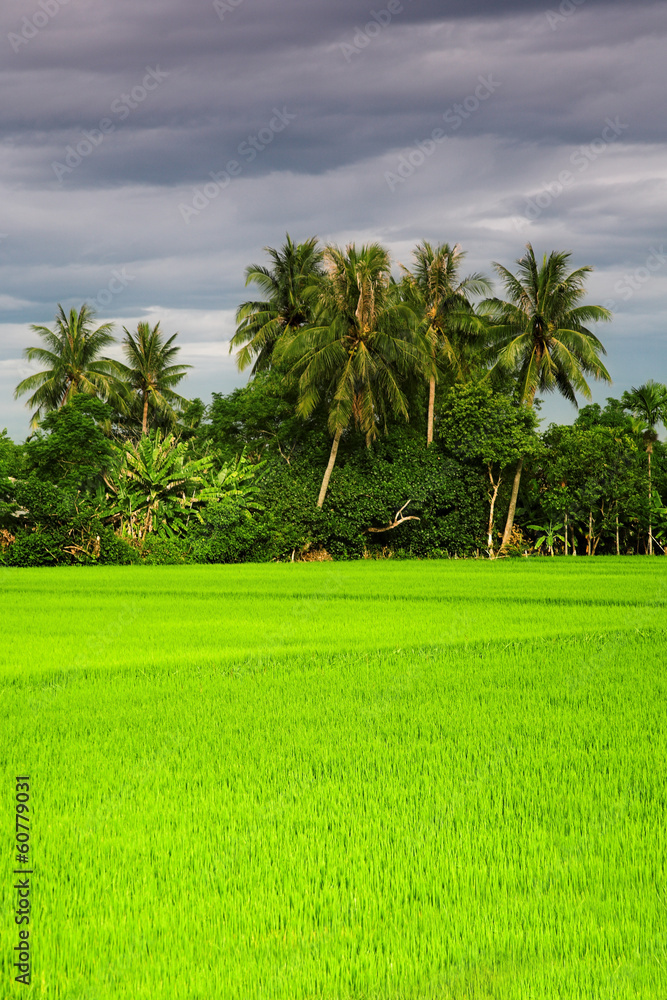 Fototapeta premium Green rice field
