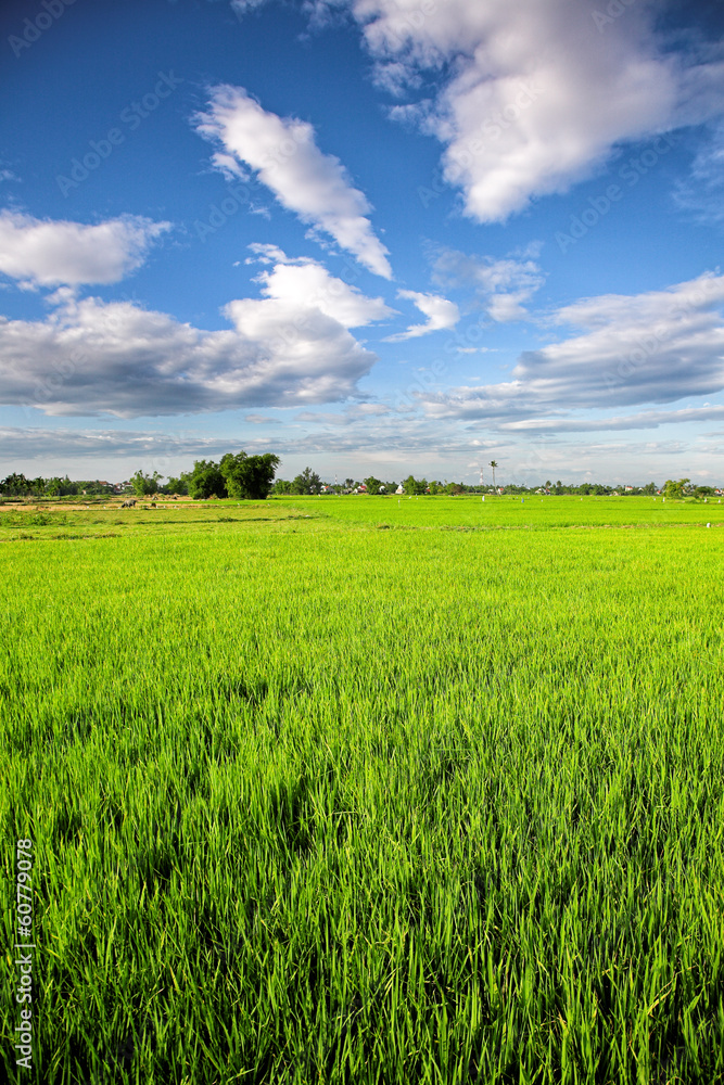 Irrigation canal system in rice field