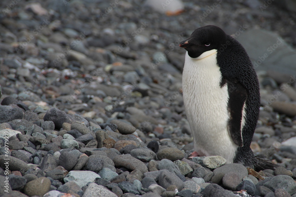 Fototapeta premium Adelie Penguin, Henryk Arctowski Polish Antarctic Station