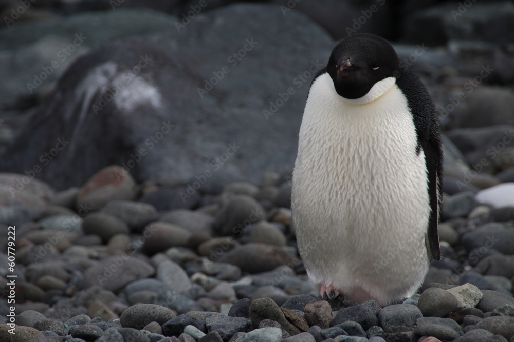 Fototapeta premium Adelie Penguin, Henryk Arctowski Polish Antarctic Station