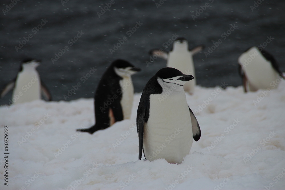 Obraz premium Chinstrap penguins, Half Moon Island, Antarctica