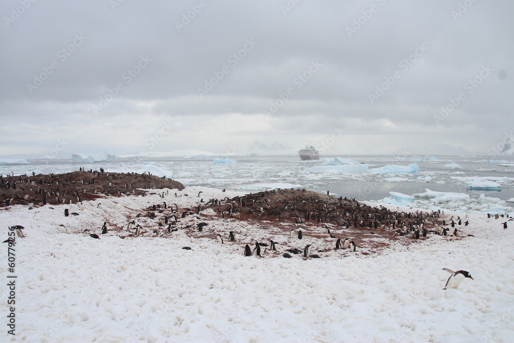 Gentoo penguins, Cuverville Island, Antarctica Gentoo penguins, Cuverville Island, Antarctica