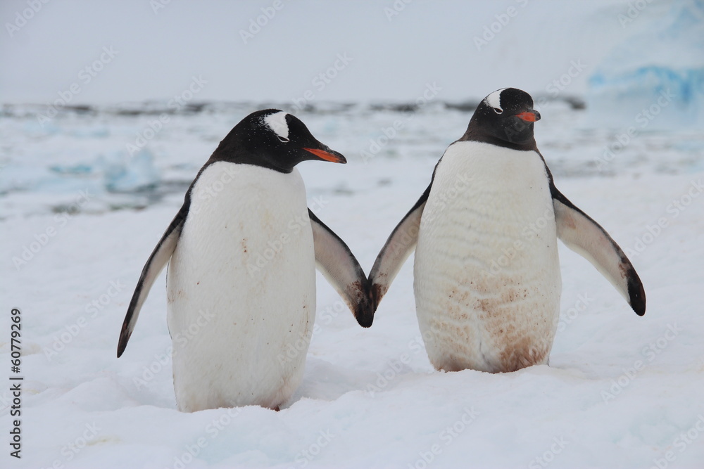 Obraz premium Gentoo penguins, Cuverville Island, Antarctica