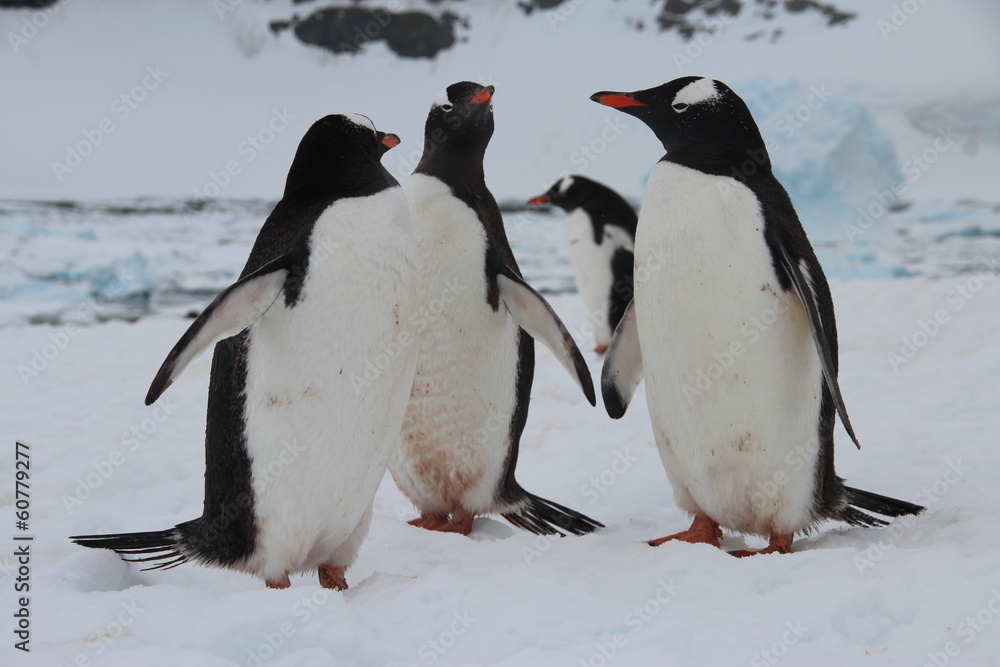Fototapeta premium Gentoo penguins, Cuverville Island, Antarctica